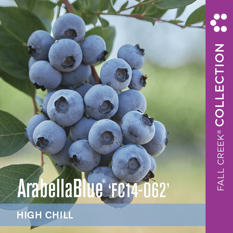 Arabellabluefc14-062 branded 800x800 1-2