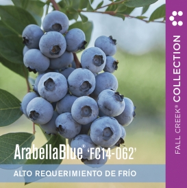 Arabellabluefc14-062 branded 800x800es 1