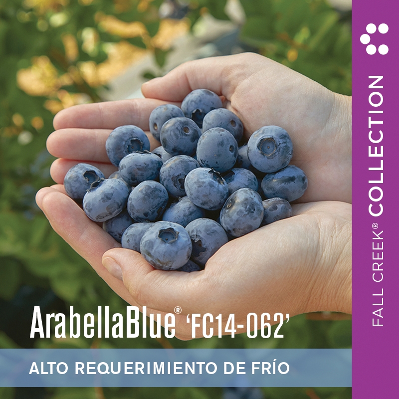 Arabellabluefc14-062 branded 800x800es 3