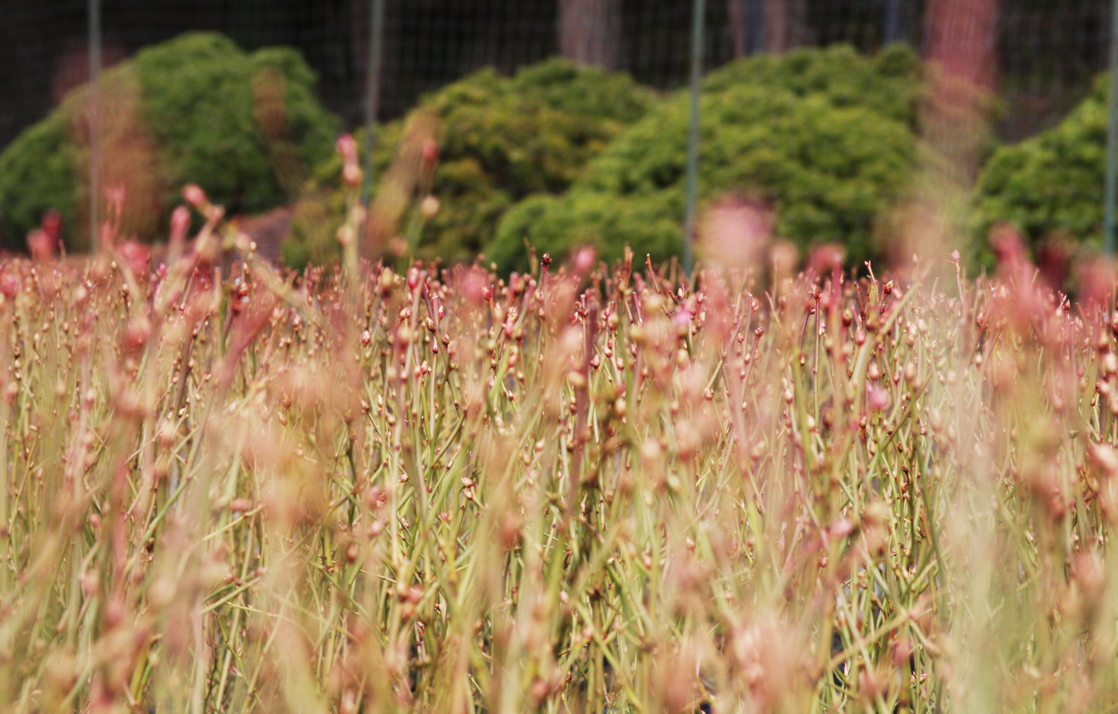 blueberry cane field