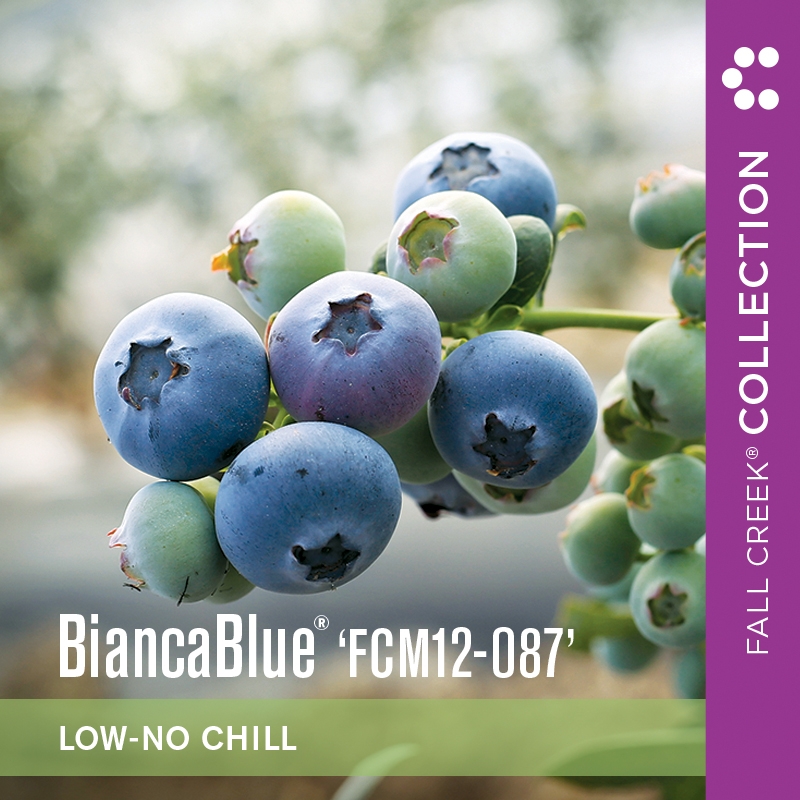 Biancabluefcm12-087 branded 800x800 3