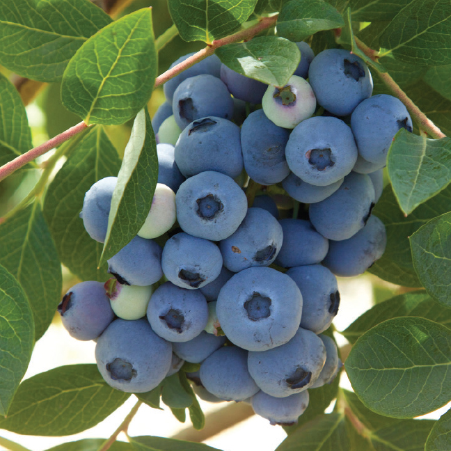 Blueberry_default_image_648sq.jpg