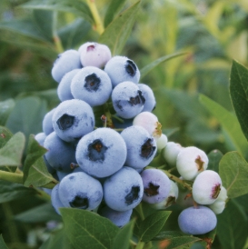 Darrow berries