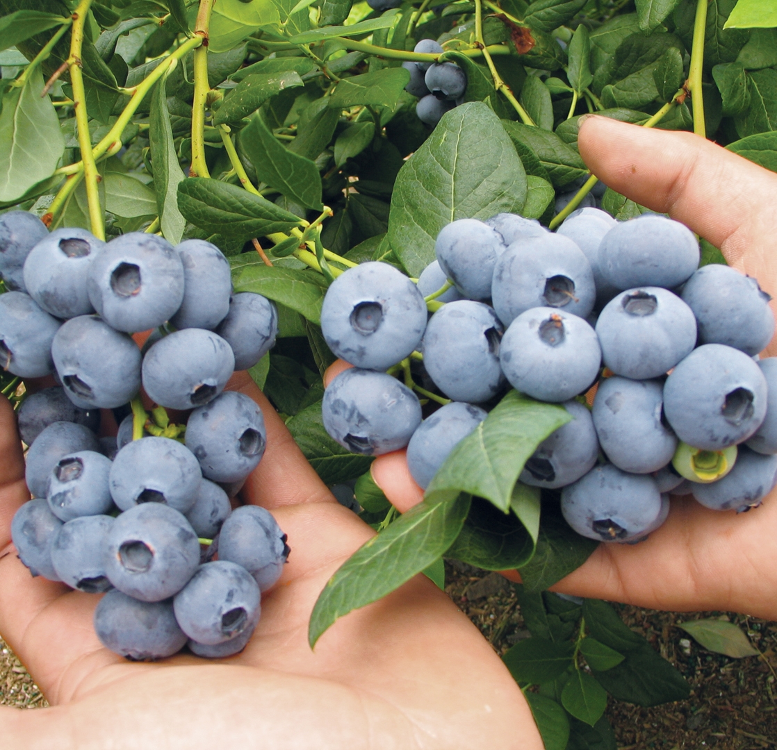 Draper clusters in hands