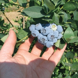 Emerald in hand