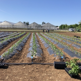 Fall creek company garden - newly planted @ phn 051321