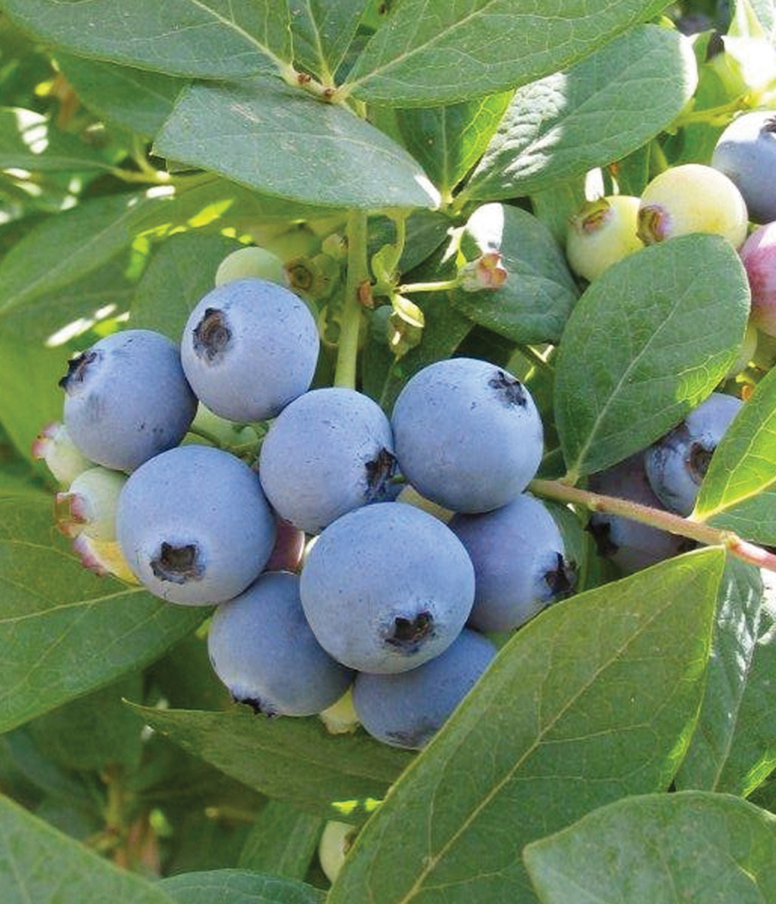 Jewel berries