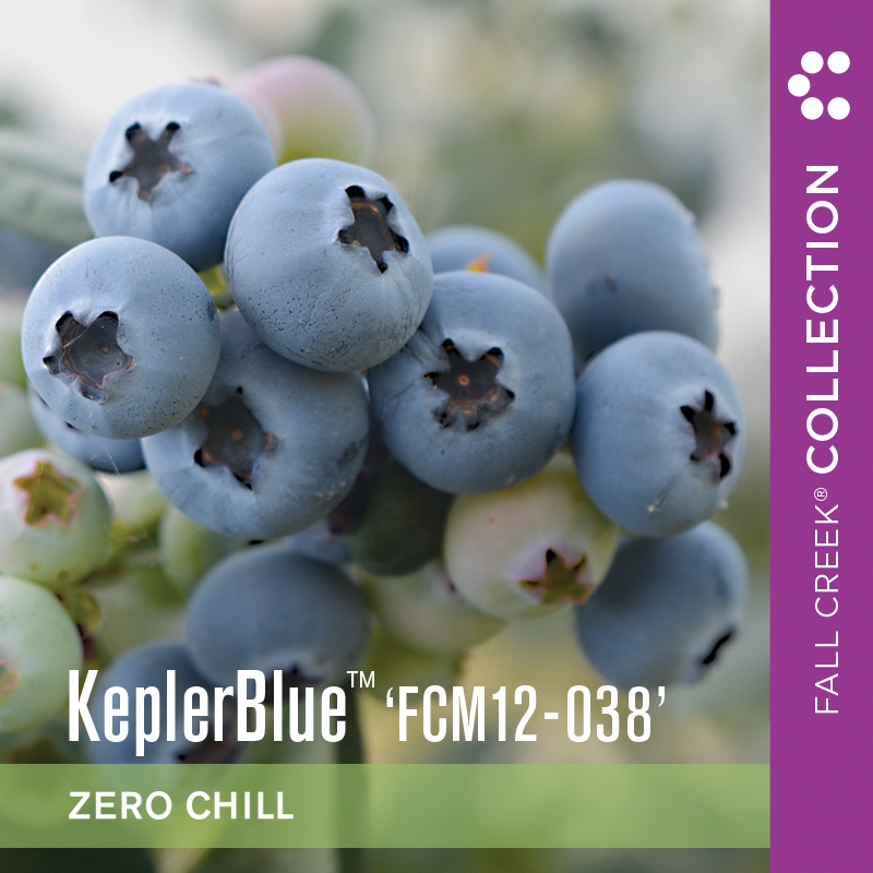 Keplerbluefcm12-038 branded 800x800 1-3