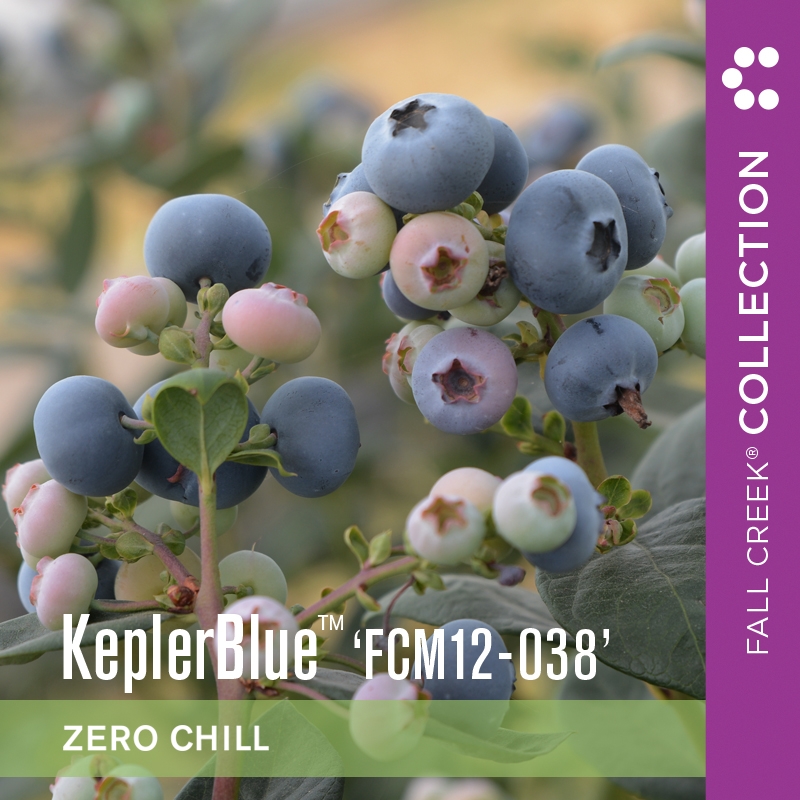 Keplerbluefcm12-038 branded 800x800 4-2