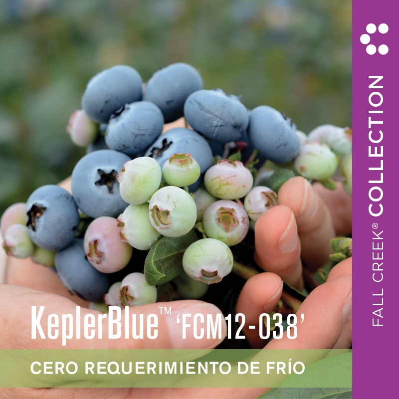 Keplerbluefcm12-038 branded 800x800es 2-2