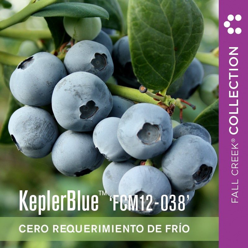 Keplerbluefcm12-038 branded 800x800es 3-2