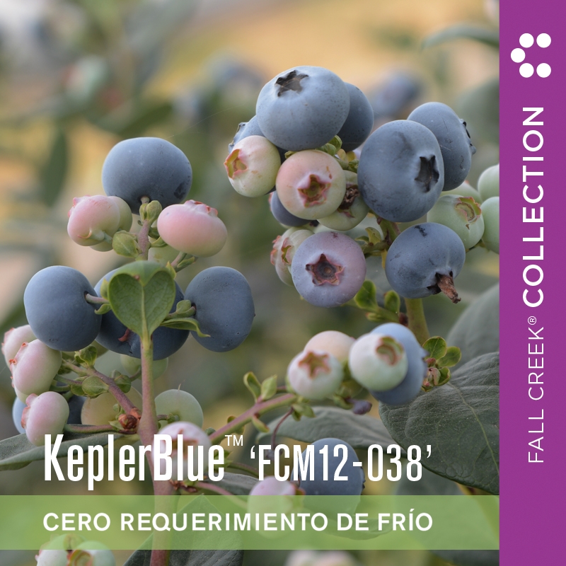 Keplerbluefcm12-038 branded 800x800es 4-2