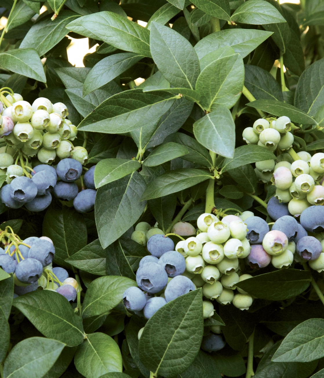 Last call berries on bush