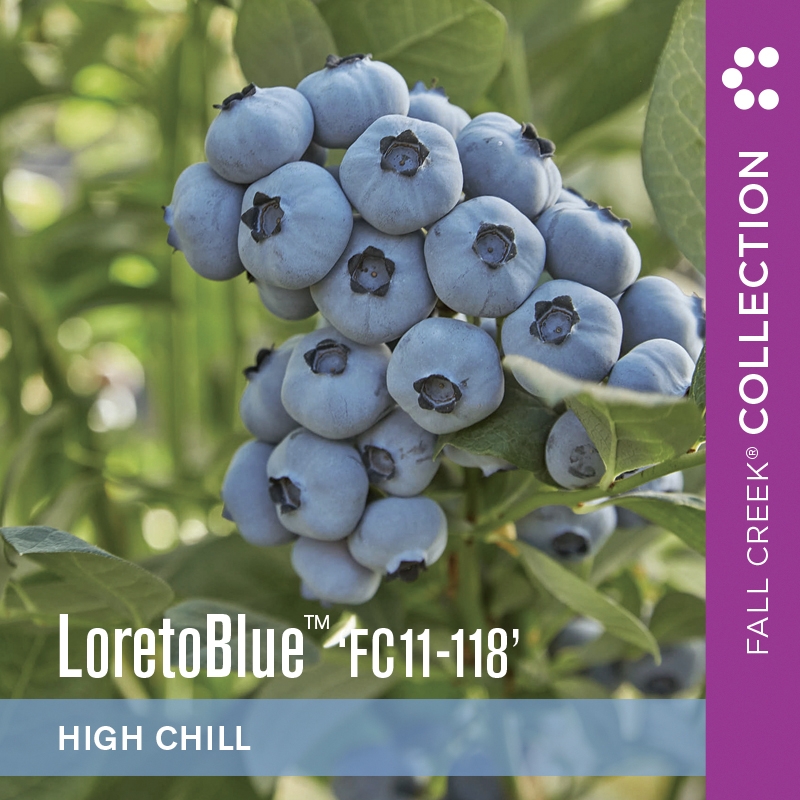 Loretobluefc11-118 branded 800x800 1-3