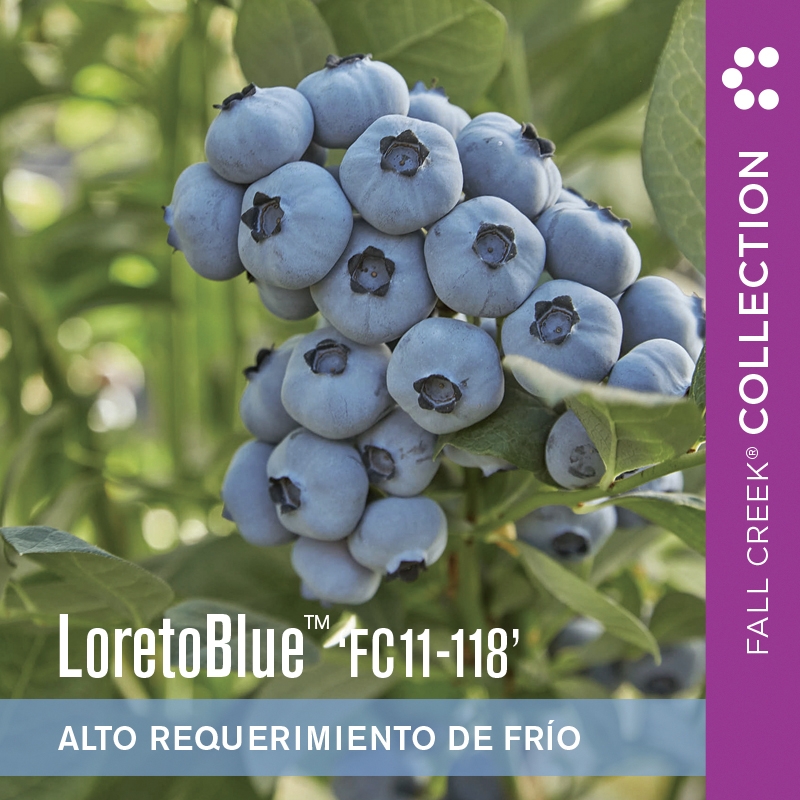 Loretobluefc11-118 branded 800x800es 1