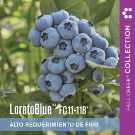 Loretobluefc11-118 branded 800x800es 1