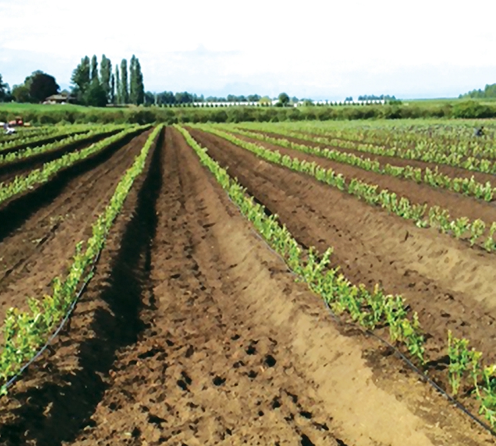 Maberry Duke Day 1 planting sept13