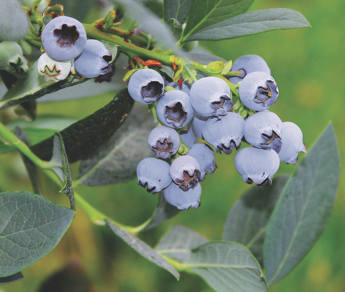 Misty berries