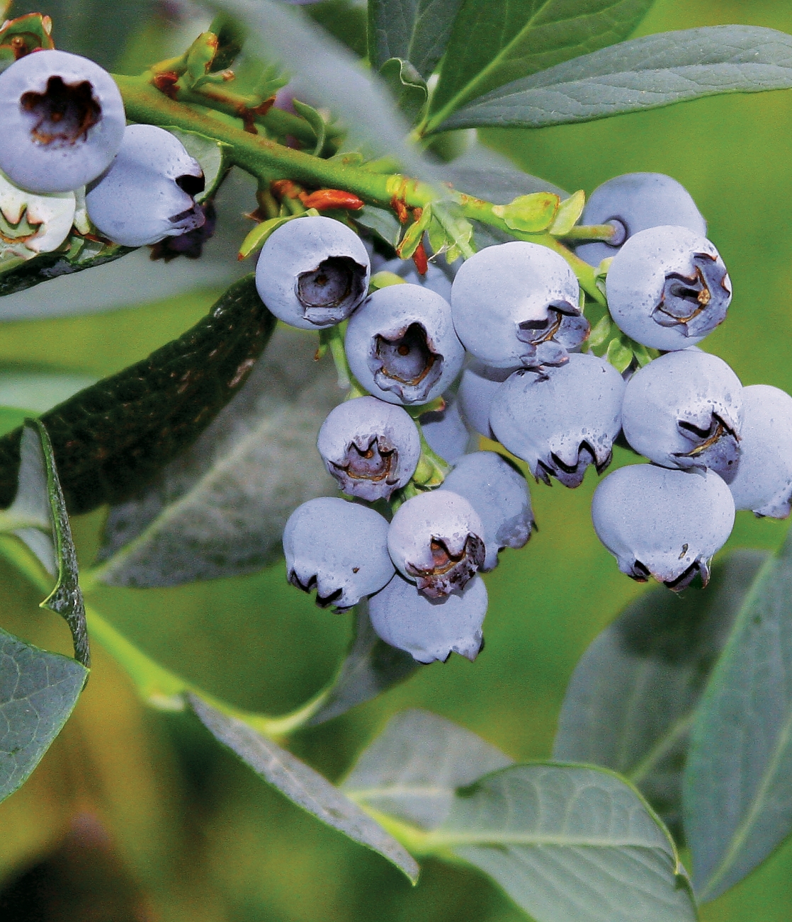 Misty berries