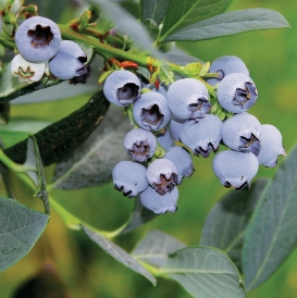 Misty berries