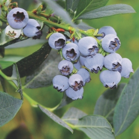 Misty berries