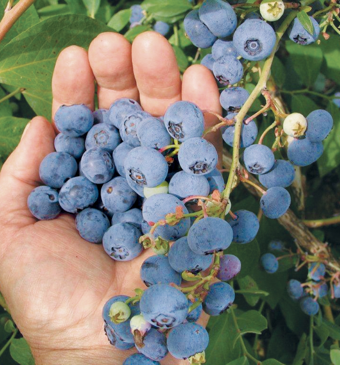 Ochlockonee in hand