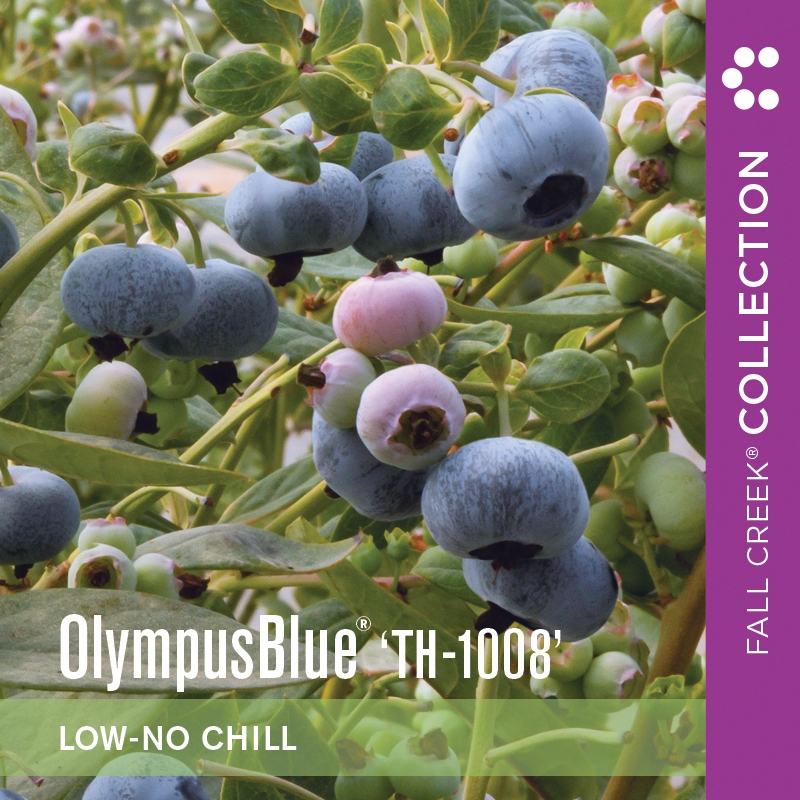 Olympusblueth-1008 branded 800x800 2-2