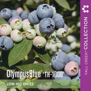 Olympusblueth-1008 branded 800x800 3-2