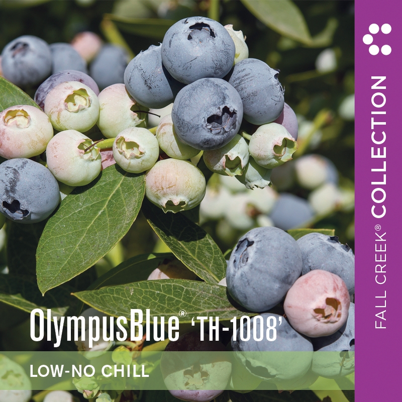 Olympusblueth-1008 branded 800x800 3