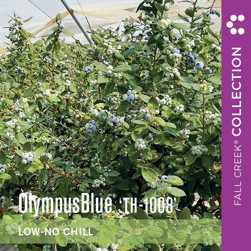 Olympusblueth-1008 branded 800x800 4