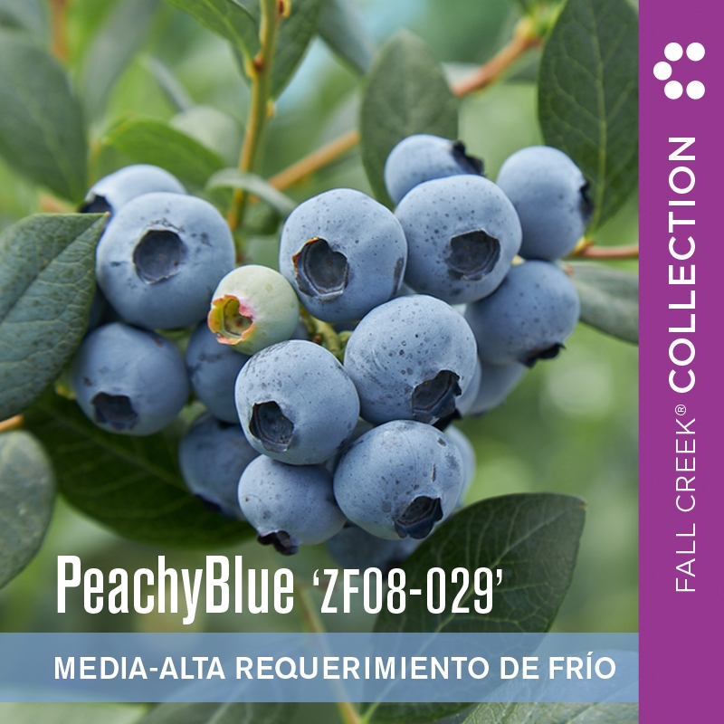 Peachybluezf08-029 branded 800x800es 1