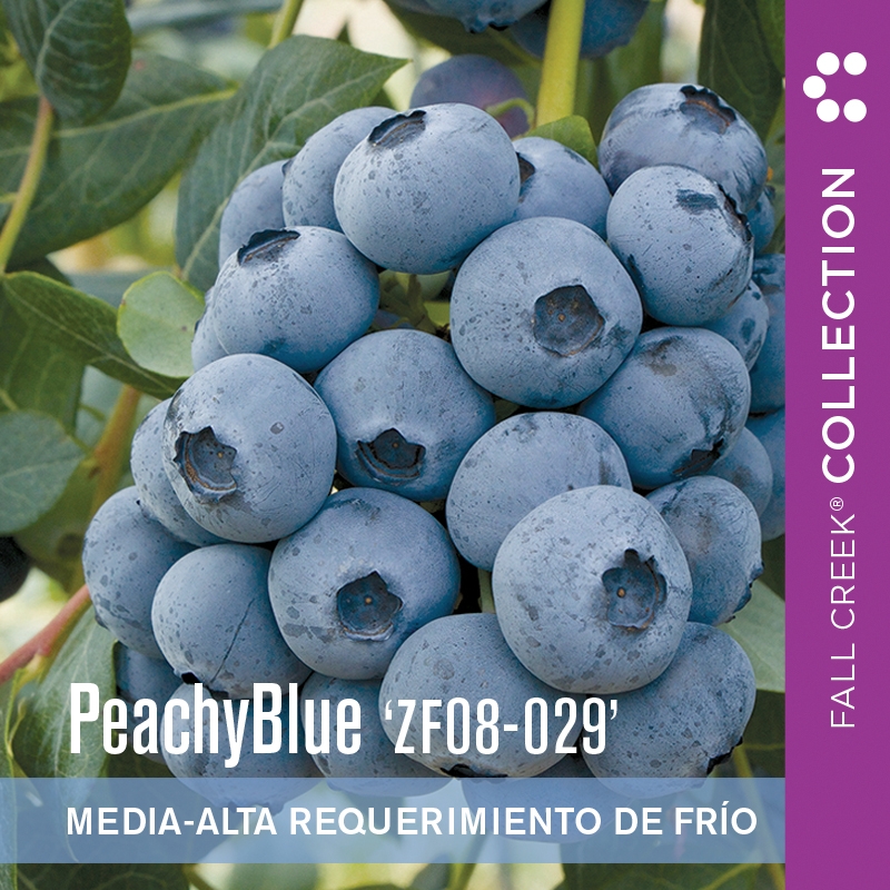 Peachybluezf08-029 branded 800x800es 4