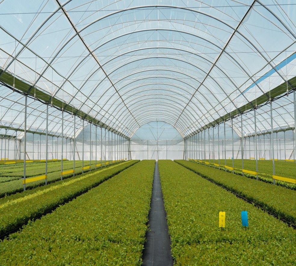 South_Africa_Greenhouses.jpg