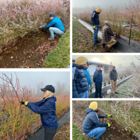 Pruning collage resize