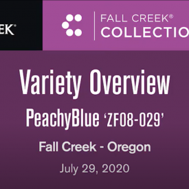 Variety update peachyblue